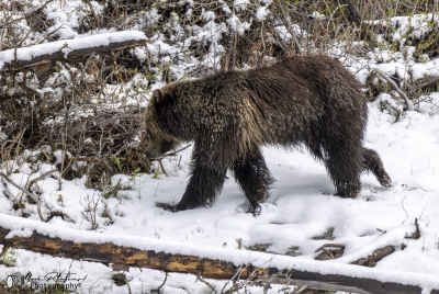 Grizzly Jam in Pelican Valley YNP 2025